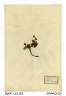 Herbarium sheet, alpine cinquefoil, Potentilla crantzii, found on a grassy bank sloping to the Tay, Will's Braes, Angus, Scotland, 1841