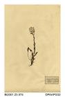 Herbarium sheet, alpine forget-me-not, Myosotis alpestris, found on rocky ledges above the Loch, Stuchd an Lochain, Perthshire, Scotland, 1842