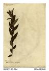 Herbarium sheet, almond willow, Salix triandra, found in a hedge at Lower Knighton, Knighton, Newchurch, Isle of Wight