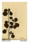 Herbarium sheet, alder, Alnus glutinosa, found on the Isle of Wight
