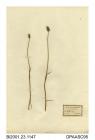 Herbarium sheet, alpine foxtail, Alopecurus borealis, found on wet banks of streams near Loch Canlochen, Angus, Scotland, 1844