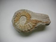 Fossil, ammonite, Mortoniceras rostratum, with rostrum intact, found in East Worldham, Worldham, Hampshire, from Lower Cretaceous
