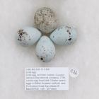 Birds egg, common cuckoo, Cuculus canorus Ssp canorus Linnaeus, 1758, cuckoo egg found with 3 foster parent eggs in British Eurasian bullfinch nest, Pyrrhula pyrrhula Ssp pileata W MacGillivray, 1837, at Fyfield, Hampshire, 1959