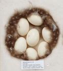 Birds egg, gadwall, Anas strepera Linnaeus, 1758, in clutch of 7, found Stanford Water, Stanford, Norfolk, England, 1950
