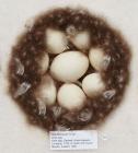 Birds egg, gadwall, Anas strepera Linnaeus, 1758, in clutch of 8, found Myvatn, Iceland, 1960