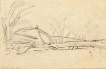 Drawing, pen drawing, fallen black poplar, Populus nigra subsp betulafolia, Langdown House, Langdown, Hythe and Dibden, Hampshire, drawn by Louise C Hobart, 1866.