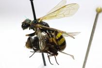 digger wasp with prey