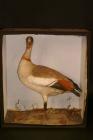 Taxidermy, bird mounted in a display case, Egyptian goose, Alopochen aegyptiacus, shot at Turweston, Buckingham, 1832 and prepared by John Gould, London
