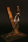 Taxidermy, bird mounted uncased, formerly cased, great spotted woodpecker, Dendrocopos major (Linnaeus, 1758), male