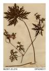 Herbarium sheet, meadow crane's-bill, Geranium pratense, grown from a root found near Andover, Hampshire