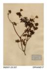 Herbarium sheet, bloody crane's-bill, Geranium sanguineum, found on rocky boulders, Angus, Scotland, 1842