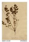 Herbarium sheet, Mediterranean stork's-bill, Erodium botrys, found in clover and potato fields, Manchester, Lancashire, 1843