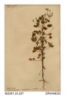Herbarium sheet, upright yellow sorrel, Oxalis stricta, found at St John's, Isle of Wight