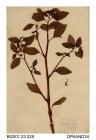 Herbarium sheet, orange balsam, Impatiens capensis, found on the Isle of Wight