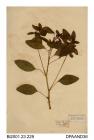 Herbarium sheet, touch-me-not balsam, Impatiens noli-tangere, found at Fountains Abbey, near Ripon, North Yorkshire