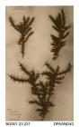 Herbarium sheet, gorse, Ulex sp, found at Parkhurst, Medina, Isle of Wight, 1868