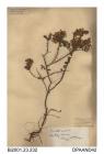 Herbarium sheet, petty whin, Genista anglica, found on Rookley Moors, Rookley, Isle of Wight, 1845