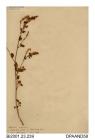 Herbarium sheet, ribbed melilot, Melilotus officinalis, found in a field on Bembridge Down, Bembridge, Isle of Wight, 1856