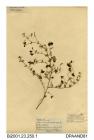 Herbarium sheet, narrow-leaved bird's-foot-trefoil, Lotus glaber, found on the road between Thorley and Wilmingham, Yarmouth, Isle of Wight, 1839