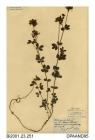 Herbarium sheet, common bird's-foot-trefoil, Lotus corniculatus, found at Stephen's Copse, Yarmouth, Isle of Wight, 1839