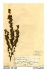 Herbarium sheet, spiny restharrow, Ononis spinosa, found in marshes near Farlington, between Cosham and Havant, Portsmouth, Hampshire, 1848