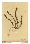 Herbarium sheet, yellow vetchling, Lathyrus aphaca, found in a field near West Meon, Westmeon, Hampshire, 1848