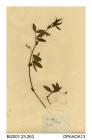 Herbarium sheet, bithynian vetch, Vicia bithynica, found near Bristol, Gloucestershire, 1843