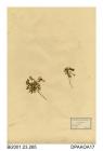 Herbarium sheet, alpine milk-vetch, Astragalus alpinus, found at summit of Little Craigandal, Aberdeenshire, Scotland, 1844