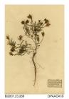 Herbarium sheet, purple milk vetch, Astragalus danicus, found at Sands of Barrie, Barrie, Angus, Scotland, 1842