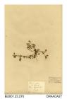 Herbarium sheet, common vetch, Vicia sativa, found by the River Ebwy, Baystonhill, Shropshire
