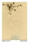 Herbarium sheet, bird's-foot clover, Trifolium ornithopodioides, found in Yarmouth Denes, Great Yarmouth, Norfolk, 1843