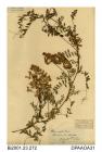 Herbarium sheet, wood vetch, Vicia sylvatica, found in Luccombe Copse, Luccombe, Shanklin, Isle of Wight, 1840