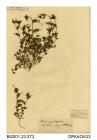 Herbarium sheet, common vetch, Vicia sativa Ssp nigra, found at Ventnor, Isle of Wight, 1840
