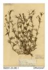 Herbarium sheet, smooth tare, Vicia tetrasperma, found in a field above Whitecliff Bay, near Bembridge, Isle of Wight, 1843