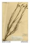 Herbarium sheet, grass vetchling, Lathyrus nissolia, found in a field above Whitecliff Bay, near Bembridge, Isle of Wight, 1843