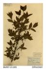 Herbarium sheet, spindle, Euonymus europaeus, found at Tolt Copse, near Gatcombe, Isle of Wight, 1840