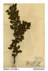 Herbarium sheet, buckthorn (male), Rhamnus cathartica, found at Ashey Down, Ashey, Medina, Isle of Wight, 1839