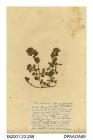Herbarium sheet, small restharrow, Ononis reclinata, grown from seed from a plant found near the Mull of Galloway, Wigtownshire, Scotland, 1836