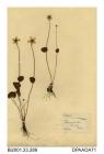 Herbarium sheet, grass-of-parnassus, Parnassia palustris, found at Hale Mop, Cheshire, 1841
