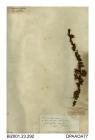 Herbarium sheet, blackthorn or sloe, Prunus spinosa, found at Whitefield Wood, near St Helens, Isle of Wight, 1843