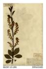 Herbarium sheet, bird cherry, Prunus padus, found in a steep wood below Cook's Castle, near Shanklin, Isle of Wight, 1840