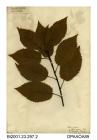 Herbarium sheet, wild cherry, Prunus avium, found by Shanklin Church, Shanklin, Isle of Wight, 1840