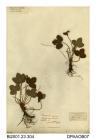 Herbarium sheet, wild strawberry, Fragaria vesca, found in a wood near Norris Castle, near East Cowes, Isle of Wight, 1838