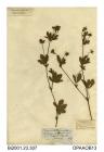 Herbarium sheet, tormentil, Potentilla erecta, found between Aldermoor and Coppid Hall (farms), near Ryde, Isle of Wight, 1838