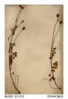 Herbarium sheet, fodder burnet, Sanguisorba minor Ssp muricata, found at Bembridge, Isle of Wight, 1858