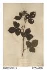 Herbarium sheet, bramble, Rubus schleicheri, found at the base of Haughmond Hill, near Shrewsbury, Shropshire