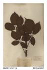 Herbarium sheet, bramble, Rubus sect Glandulosus, found at St Leonard's Forest, West Sussex, 1840