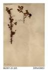 Herbarium sheet, sweet-briar, Rosa rubiginosa, found on a landslip, perhaps not indiginous, Isle of Wight