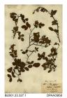 Herbarium sheet, small-flowered sweet-briar, Rosa micrantha, found between Cockleton and cross-roads, West Cowes, Isle of Wight, 1845