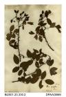 Herbarium sheet, short-styled field-rose, Rosa stylosa, found on the Isle of Wight, 1845